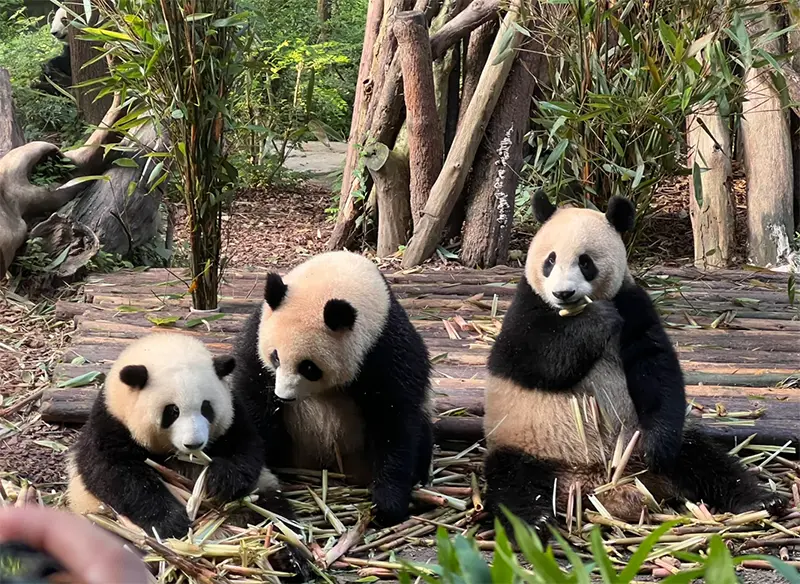 什么时候去成都旅游最好？四季时间优缺点全解析