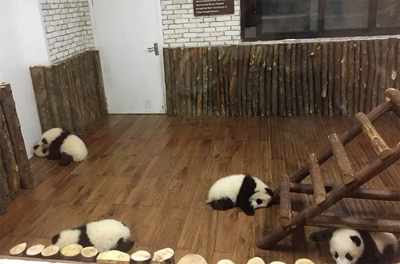 去成都看大熊猫怎么玩最靠谱？第一次去必须知道的时间、路线和避坑指南