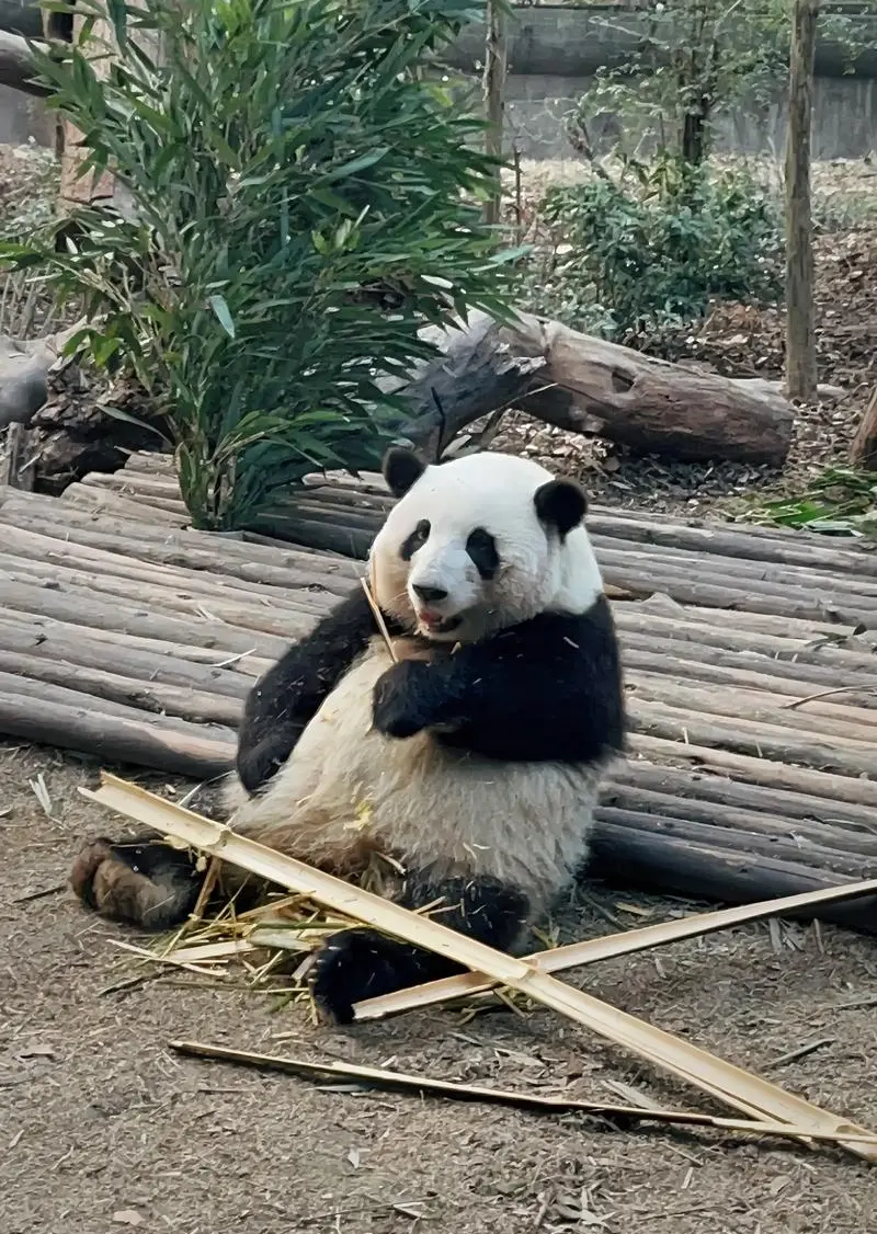 成都看大熊猫，为什么很多人去了却只看到在睡觉的大屁股？