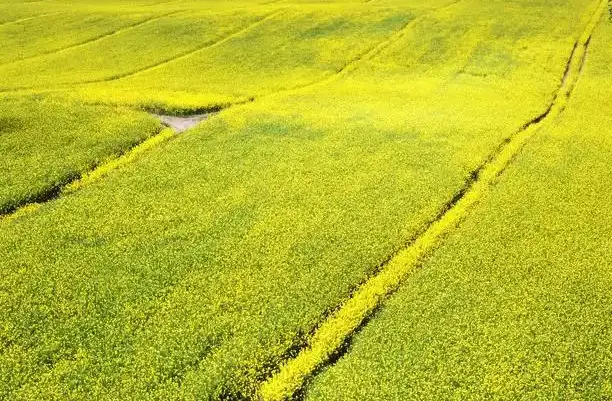 广汉油菜花
