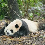 成都大熊猫繁育研究基地-蓉宝原型芝麻