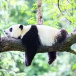 成都熊猫基地萌态大熊猫