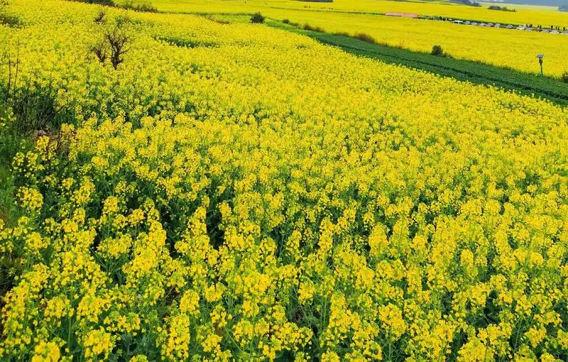 罗平油菜花