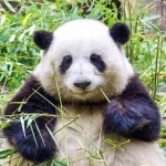 大熊猫明星花花