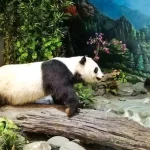 卧龙熊猫博物馆标本