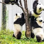 卧龙熊猫爬树玩耍