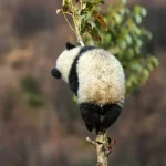 熊猫宝宝挂在树上