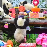 熊猫生日派对