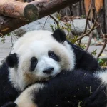 中国大熊猫明星花花