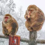 峨眉山野生猴群