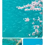川西梨花季6日小团·九寨沟+金川百里梨花+四姑娘山