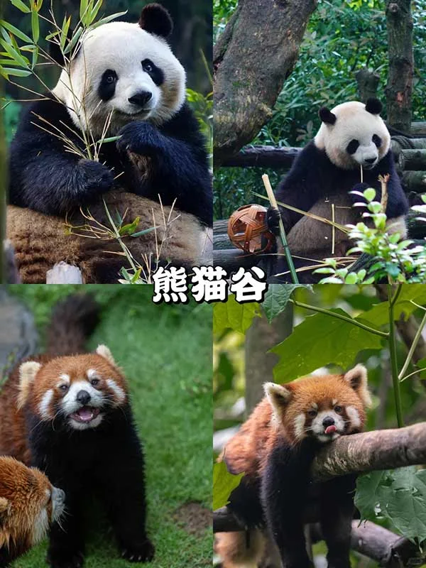 成都熊猫基地风光
